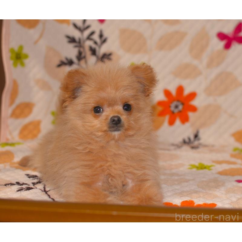 販売中の鹿児島県のポメプー:ポメラニアン×トイプードル-444405の3枚目