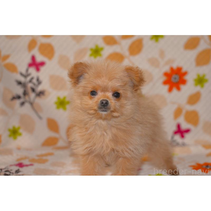 販売中の鹿児島県のポメプー:ポメラニアン×トイプードル-444405の2枚目