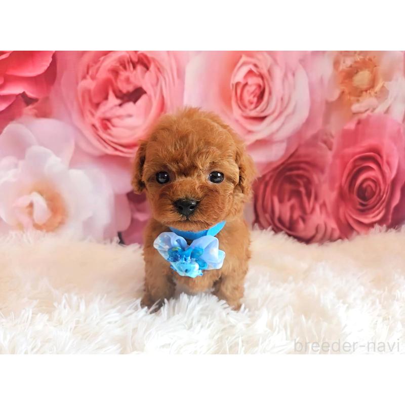 販売中の岐阜県のタイニープードル-455675の12枚目