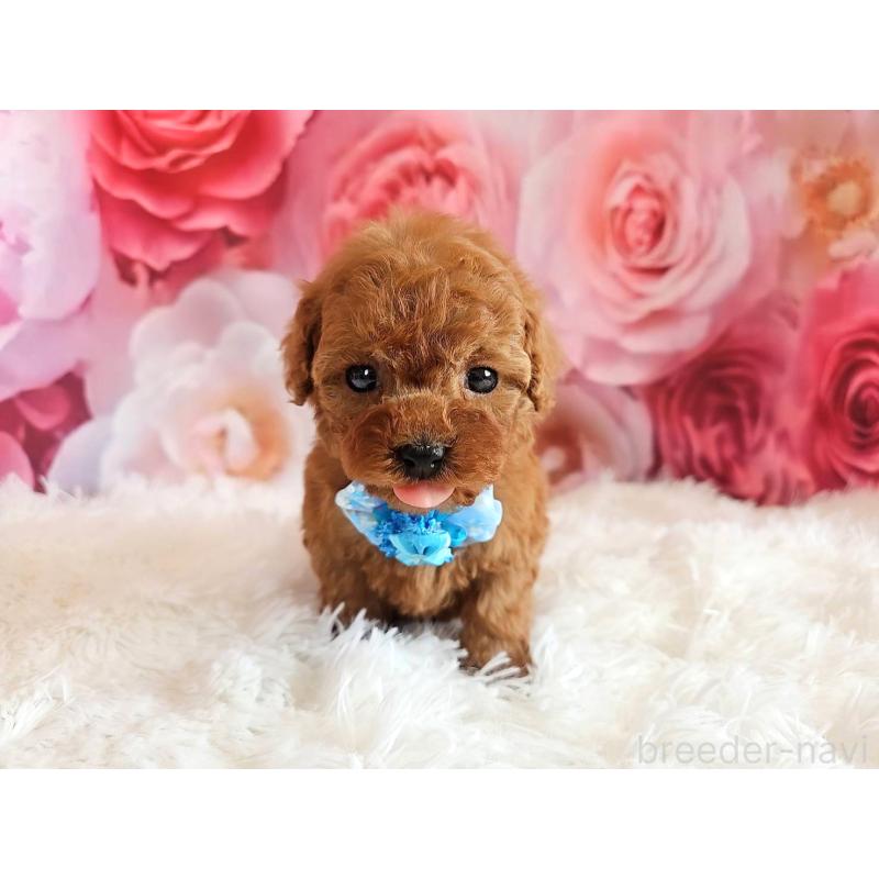 販売中の岐阜県のタイニープードル-455675の13枚目