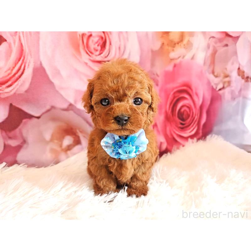 販売中の岐阜県のタイニープードル-455675の11枚目