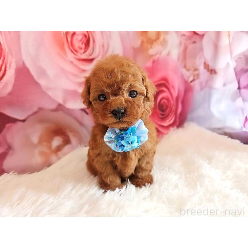 販売中の岐阜県のタイニープードル-455675の10枚目