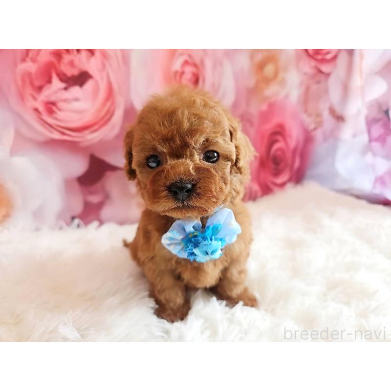 販売中の岐阜県のタイニープードル-455675の9枚目