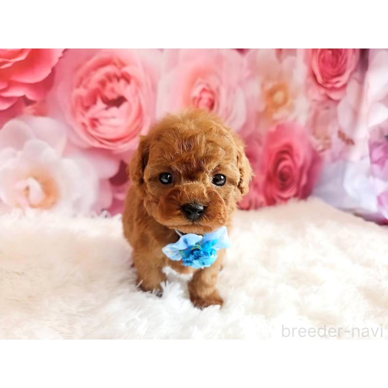販売中の岐阜県のタイニープードル-455675の8枚目