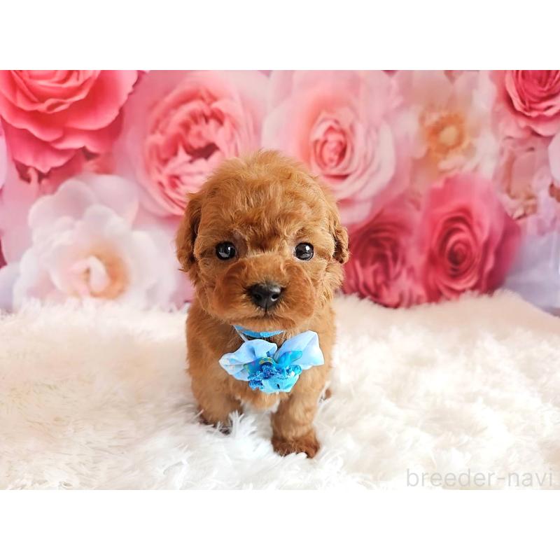 販売中の岐阜県のタイニープードル-455675の7枚目