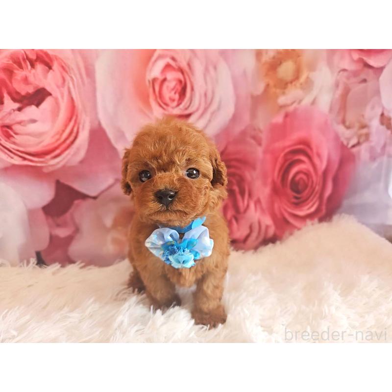 販売中の岐阜県のタイニープードル-455675の6枚目