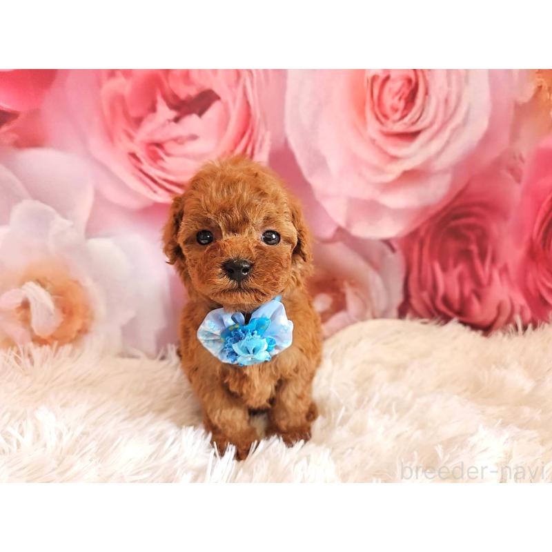 販売中の岐阜県のタイニープードル-455675の4枚目