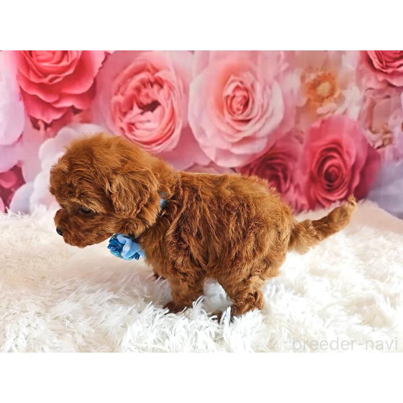 販売中の岐阜県のタイニープードル-455675の5枚目