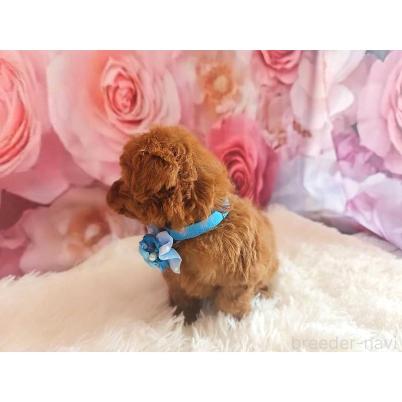 販売中の岐阜県のタイニープードル-455675の3枚目