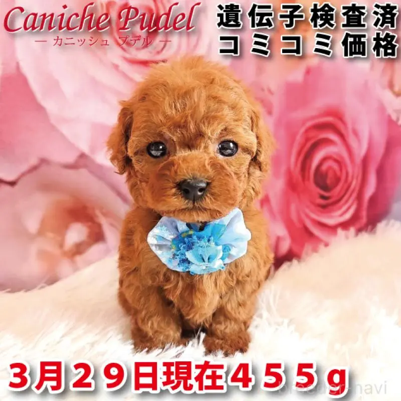 ♂︎タイニープードル