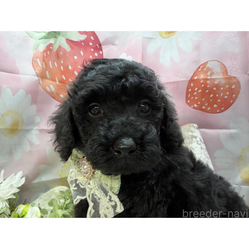 販売中の埼玉県のトイプードル-455673の7枚目