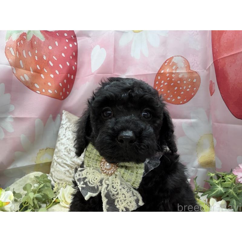 販売中の埼玉県のトイプードル-455673の6枚目