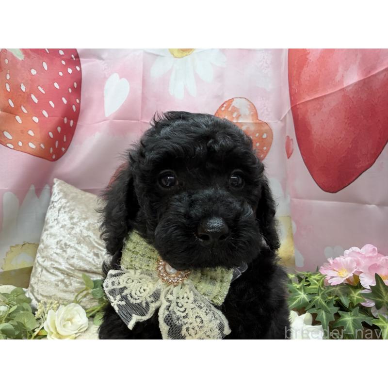 販売中の埼玉県のトイプードル-455673の5枚目