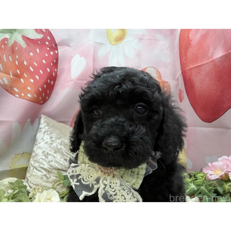 販売中の埼玉県のトイプードル-455673の4枚目