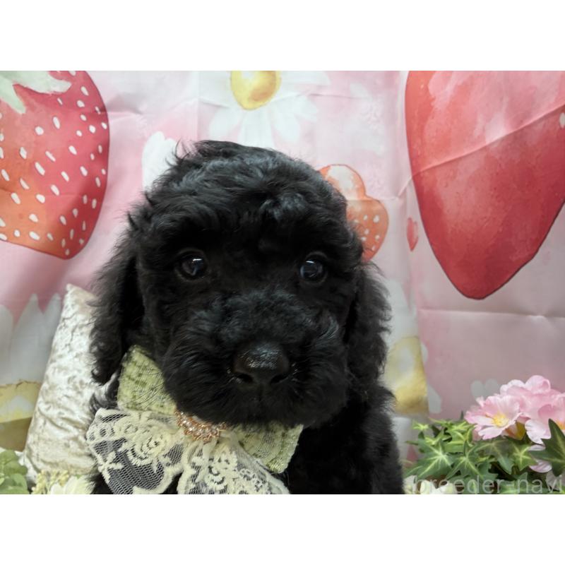 販売中の埼玉県のトイプードル-455673の3枚目