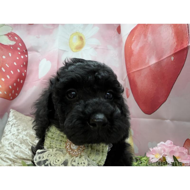 販売中の埼玉県のトイプードル-455673の2枚目