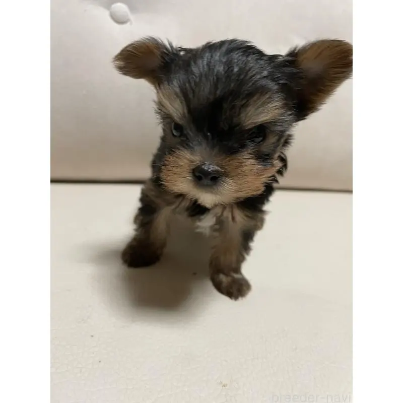 販売中の石川県のヨークシャーテリア-455674の3枚目