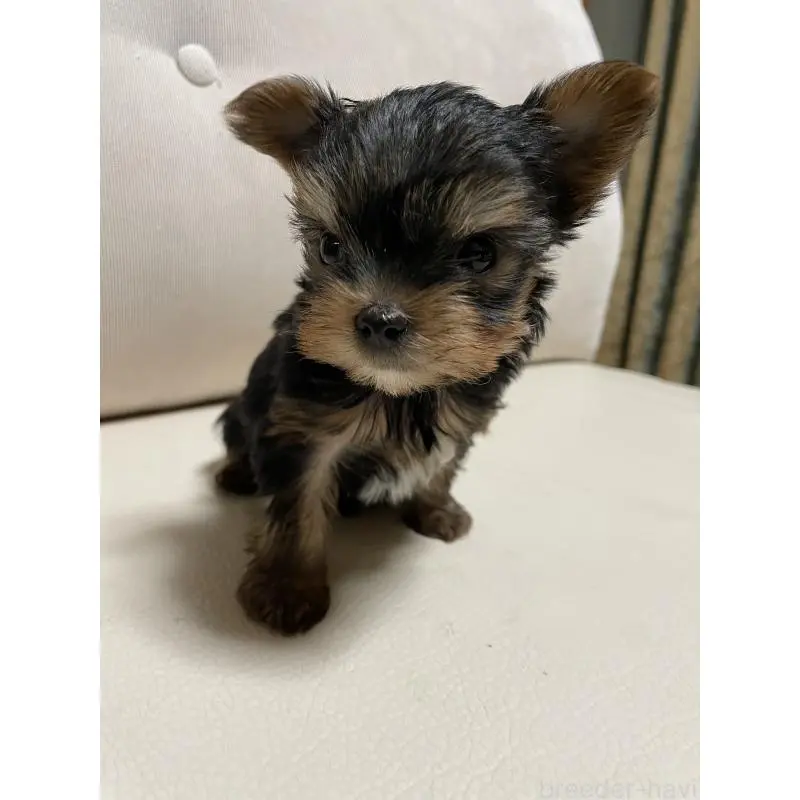 販売中の石川県のヨークシャーテリア-455674の2枚目