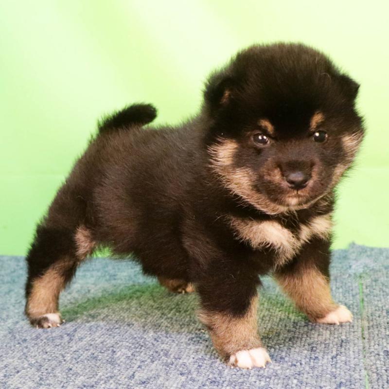 販売中の愛知県の柴犬-455676の3枚目