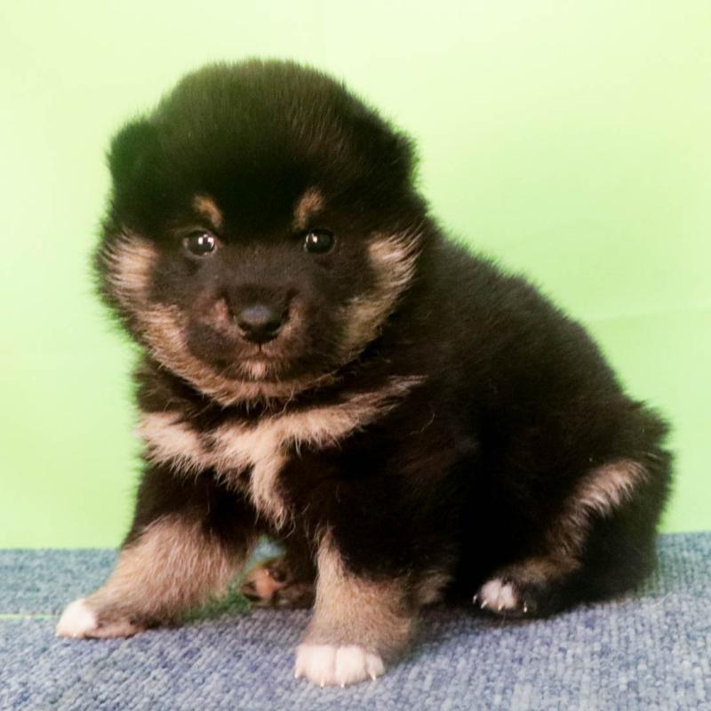 販売中の愛知県の柴犬-455676の2枚目