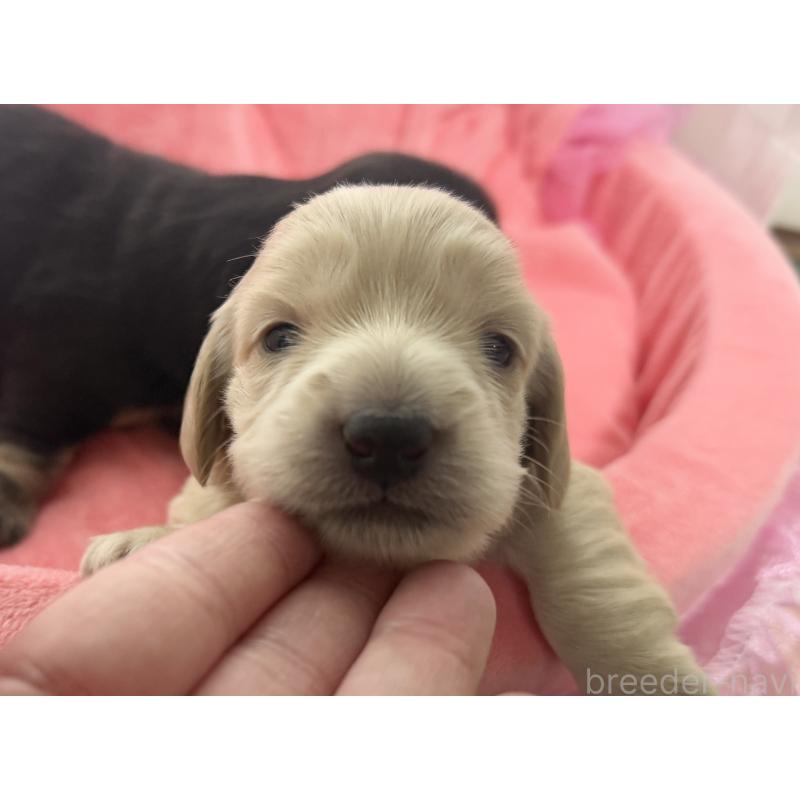販売中の栃木県のミニチュアダックスフンド(ロングヘアード)-455677