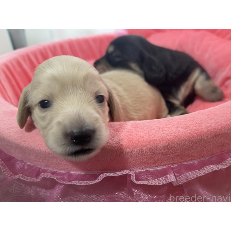 販売中の栃木県のミニチュアダックスフンド(ロングヘアード)-455677の3枚目