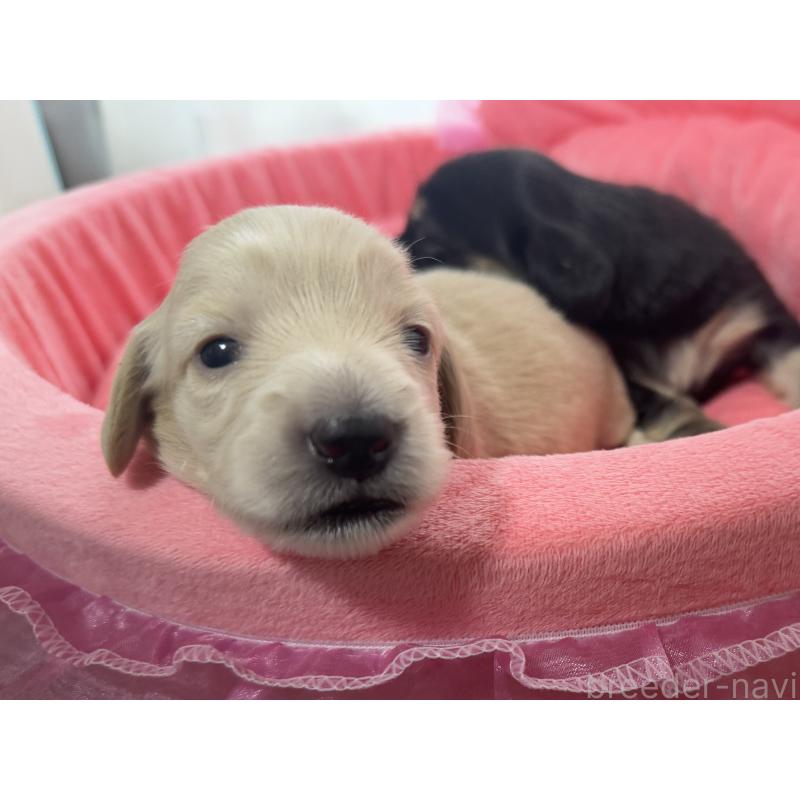 販売中の栃木県のミニチュアダックスフンド(ロングヘアード)-455677の2枚目