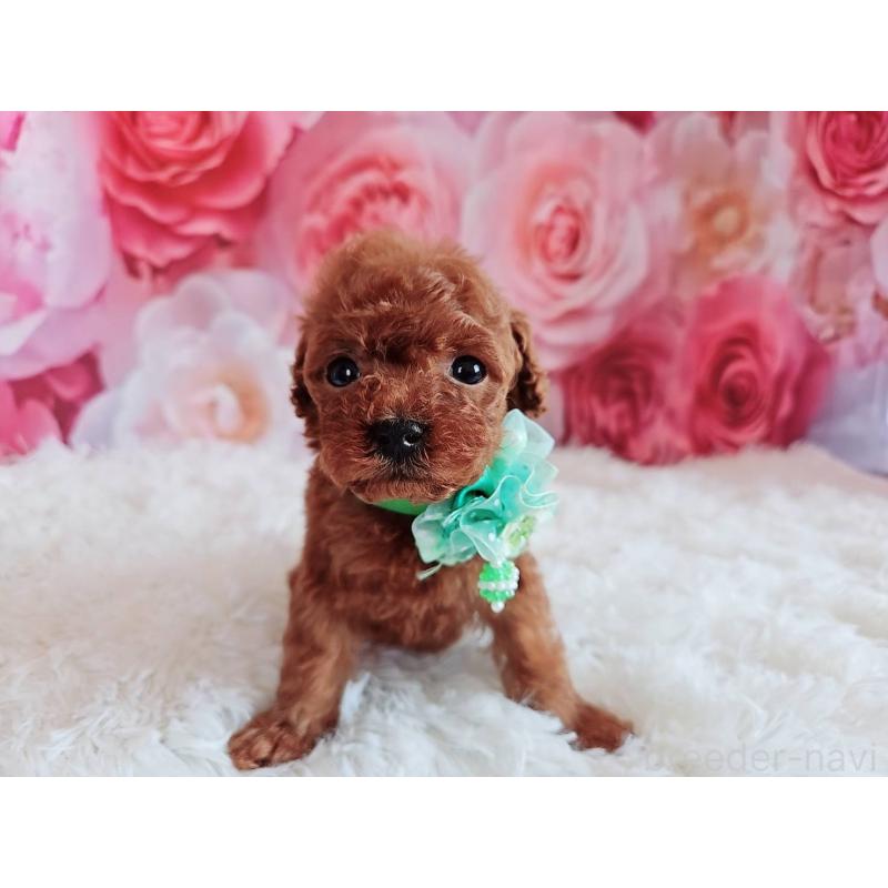 販売中の岐阜県のトイプードル-455678の8枚目