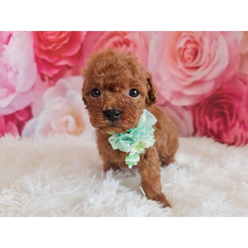 販売中の岐阜県のトイプードル-455678の7枚目