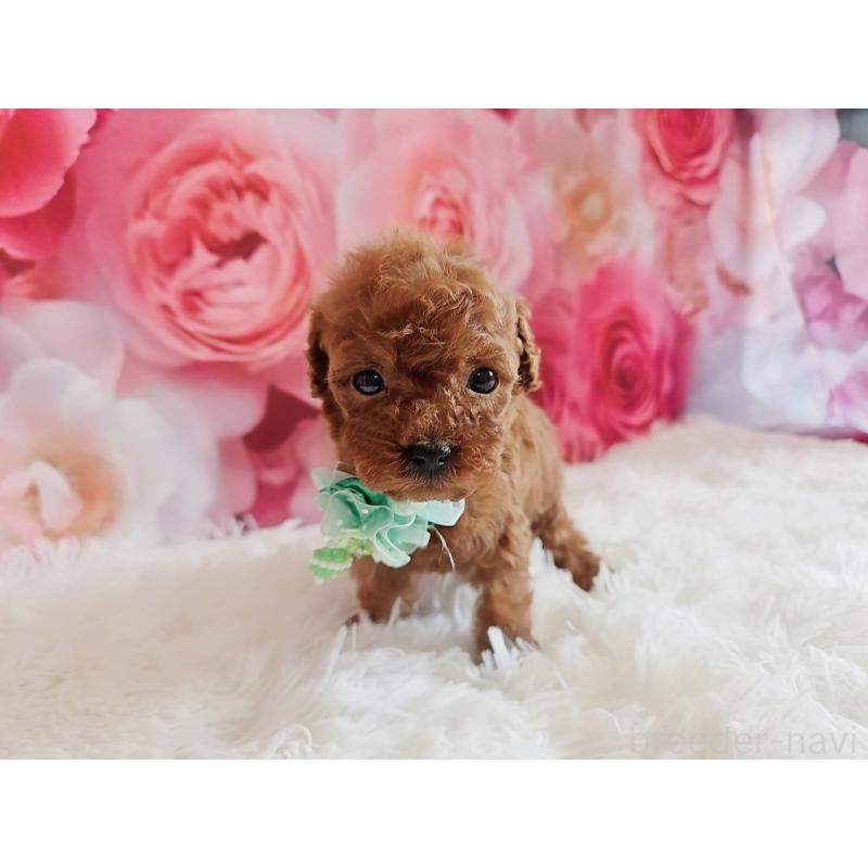 販売中の岐阜県のトイプードル-455678の6枚目