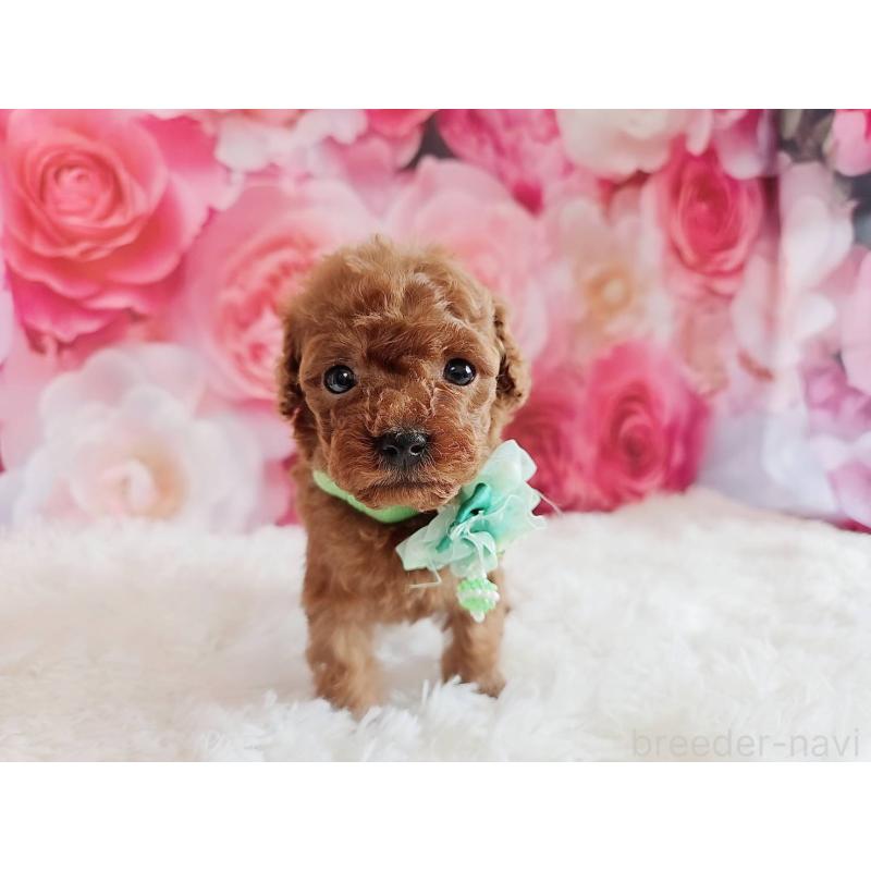 販売中の岐阜県のトイプードル-455678の5枚目