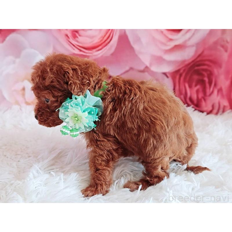 販売中の岐阜県のトイプードル-455678の4枚目