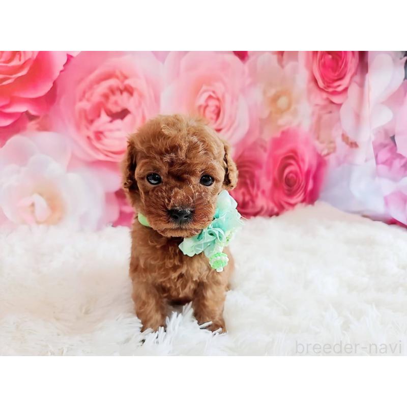 販売中の岐阜県のトイプードル-455678の3枚目