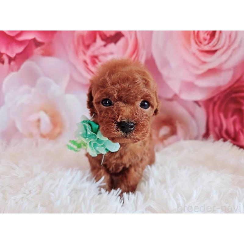 販売中の岐阜県のトイプードル-455678の2枚目