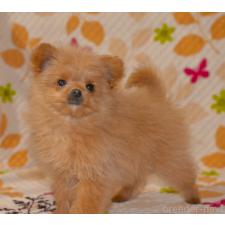 オンライン見学