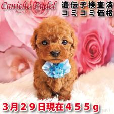 ♀︎タイニープードル