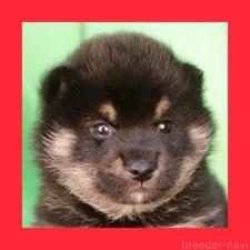 オンライン見学