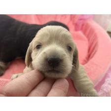 オンライン見学