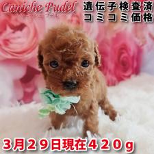 ♀︎トイプードル