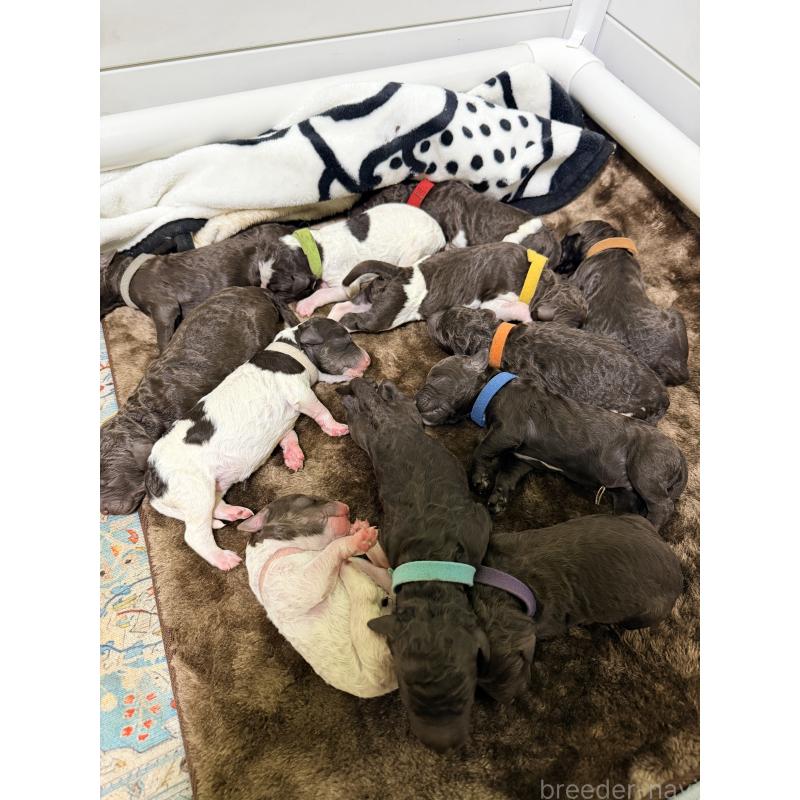 販売中の京都府のラブラドゥードル:ラブラドールレトリーバー×プードル-455471の2枚目