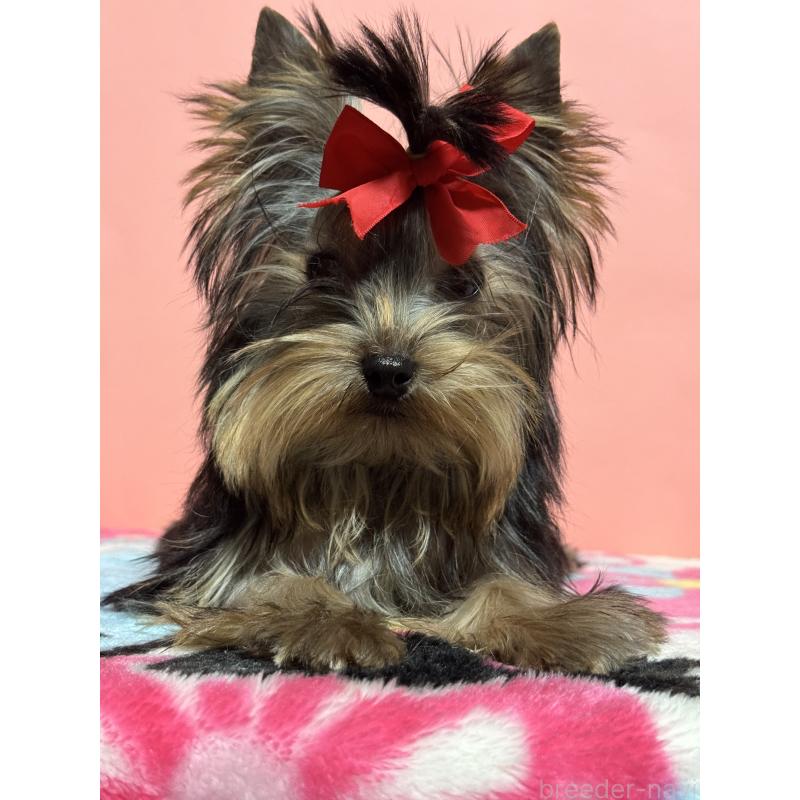 販売中の広島県のヨークシャーテリア-434116