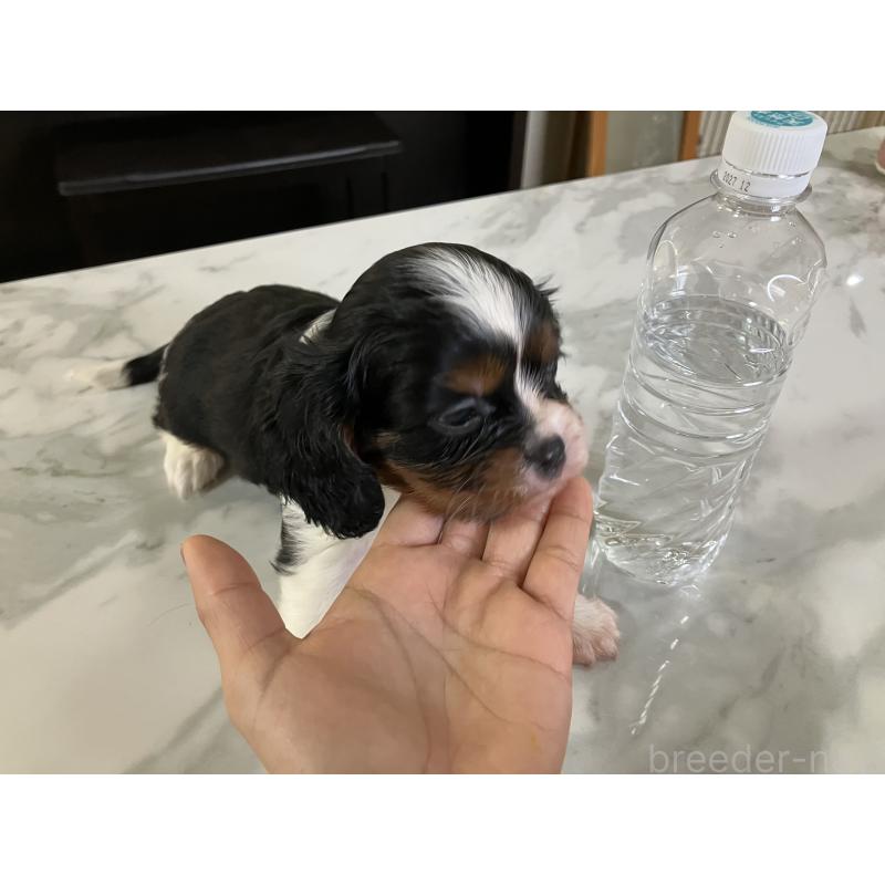 販売中の沖縄県のキャバリアキングチャールズスパニエル-455472の3枚目