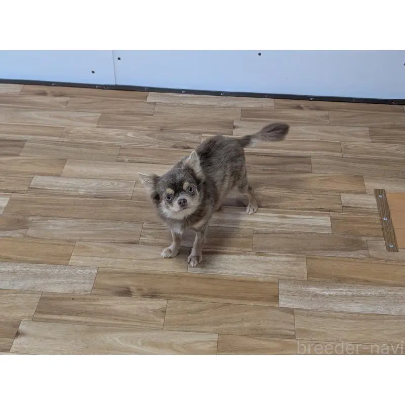 マカロンちゃん3枚目