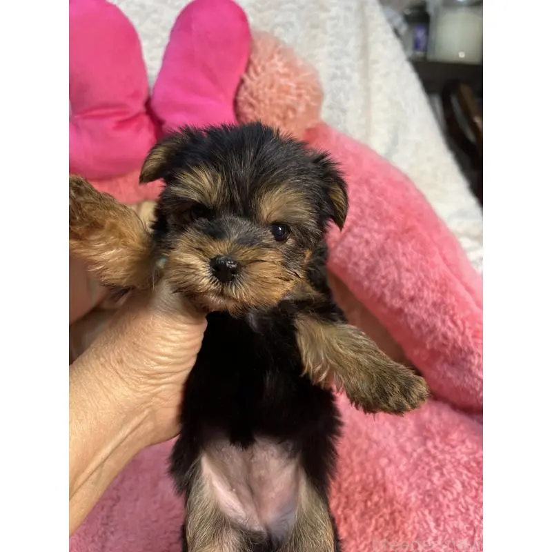 販売中の沖縄県のヨークシャーテリア-455474の3枚目