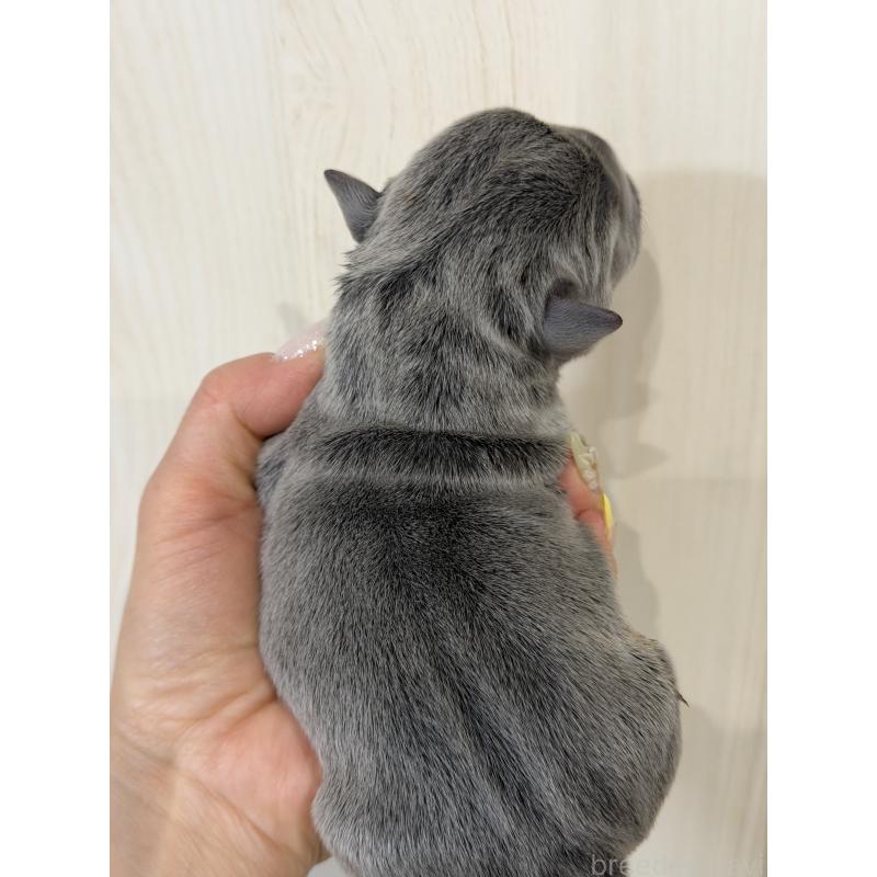 販売中の香川県のエキゾチックブリー-455476の2枚目