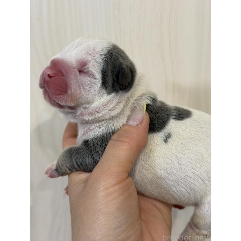 販売中の香川県のエキゾチックブリー-455477の3枚目