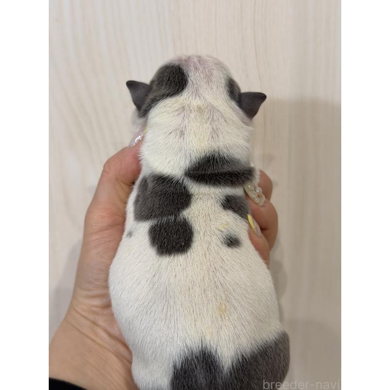 販売中の香川県のエキゾチックブリー-455477の2枚目