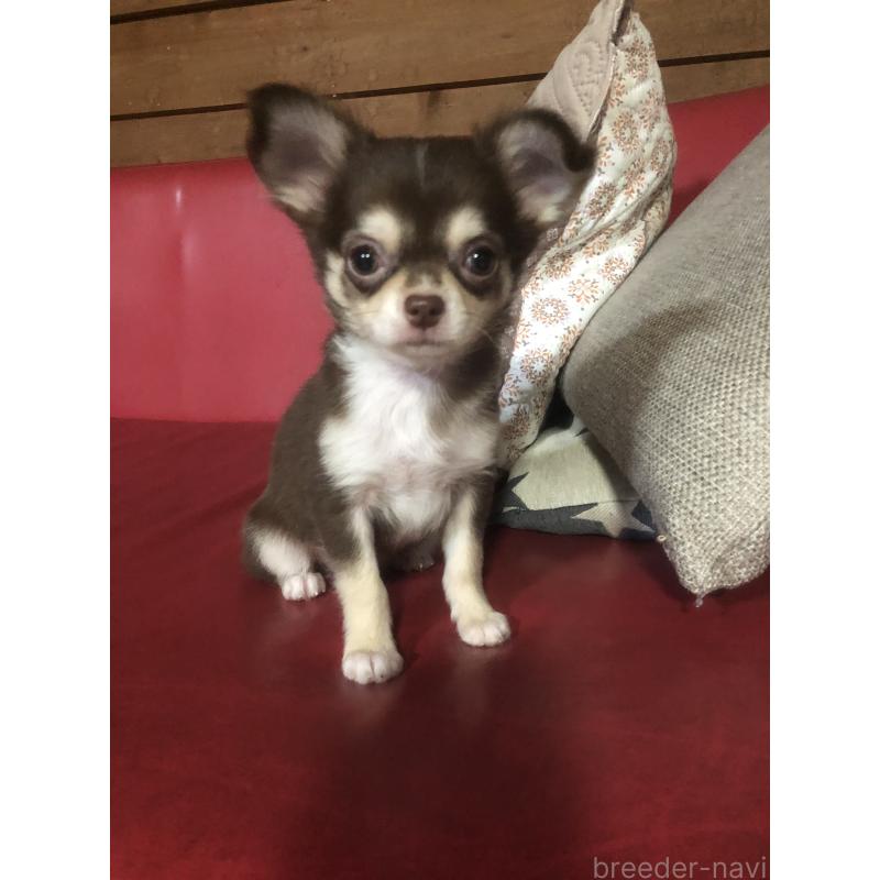 販売中の兵庫県のチワワ(ロングコート)-451391