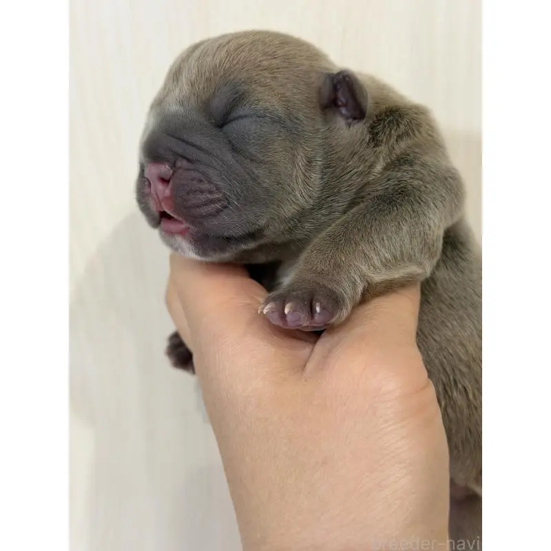 販売中の香川県のエキゾチックブリー-455478の3枚目