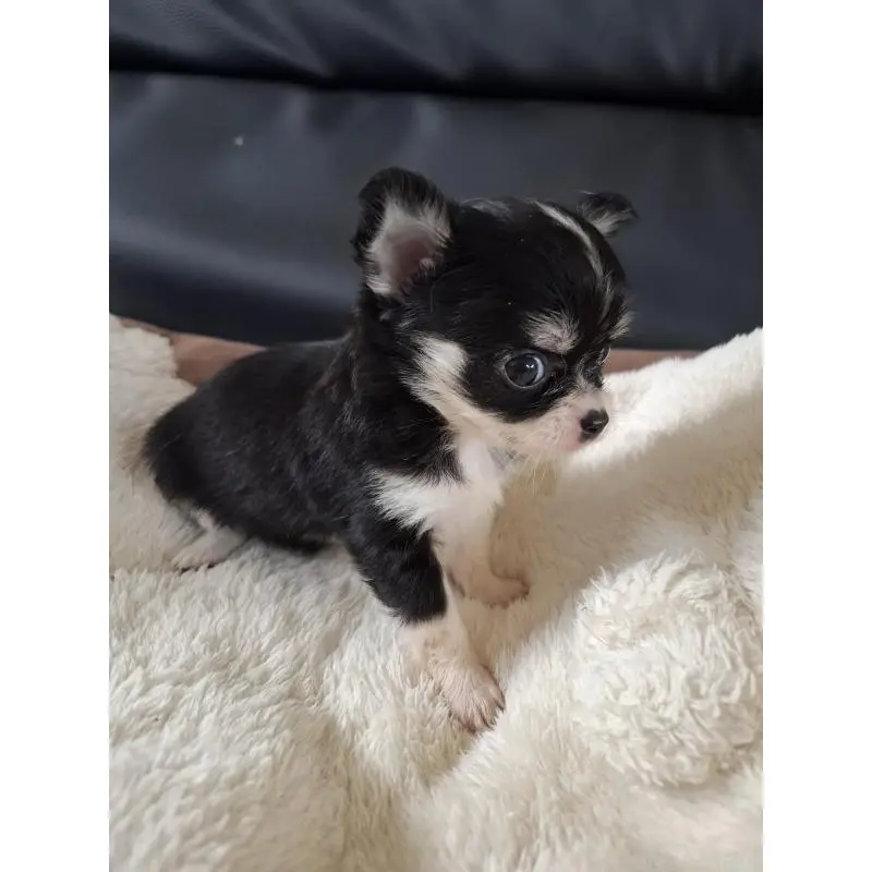 販売中の佐賀県のチワワ(ロングコート)-455705の2枚目